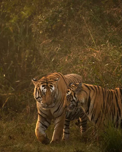 🔥 A male Tiger in Panna National Park interacting with his sub adult cubs. 🔥