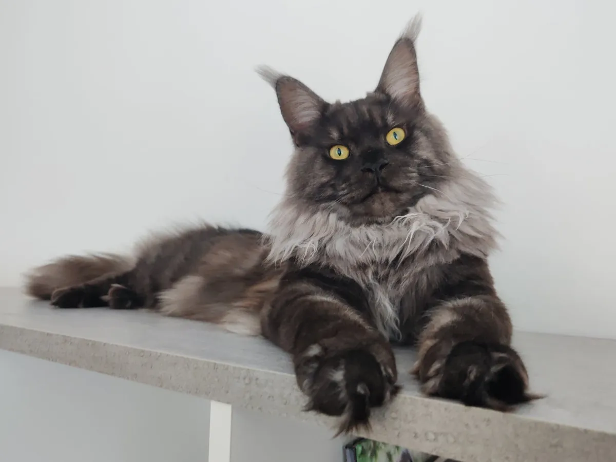 Théoden turned 1 year old.