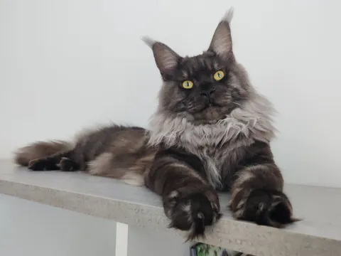 Théoden turned 1 year old.