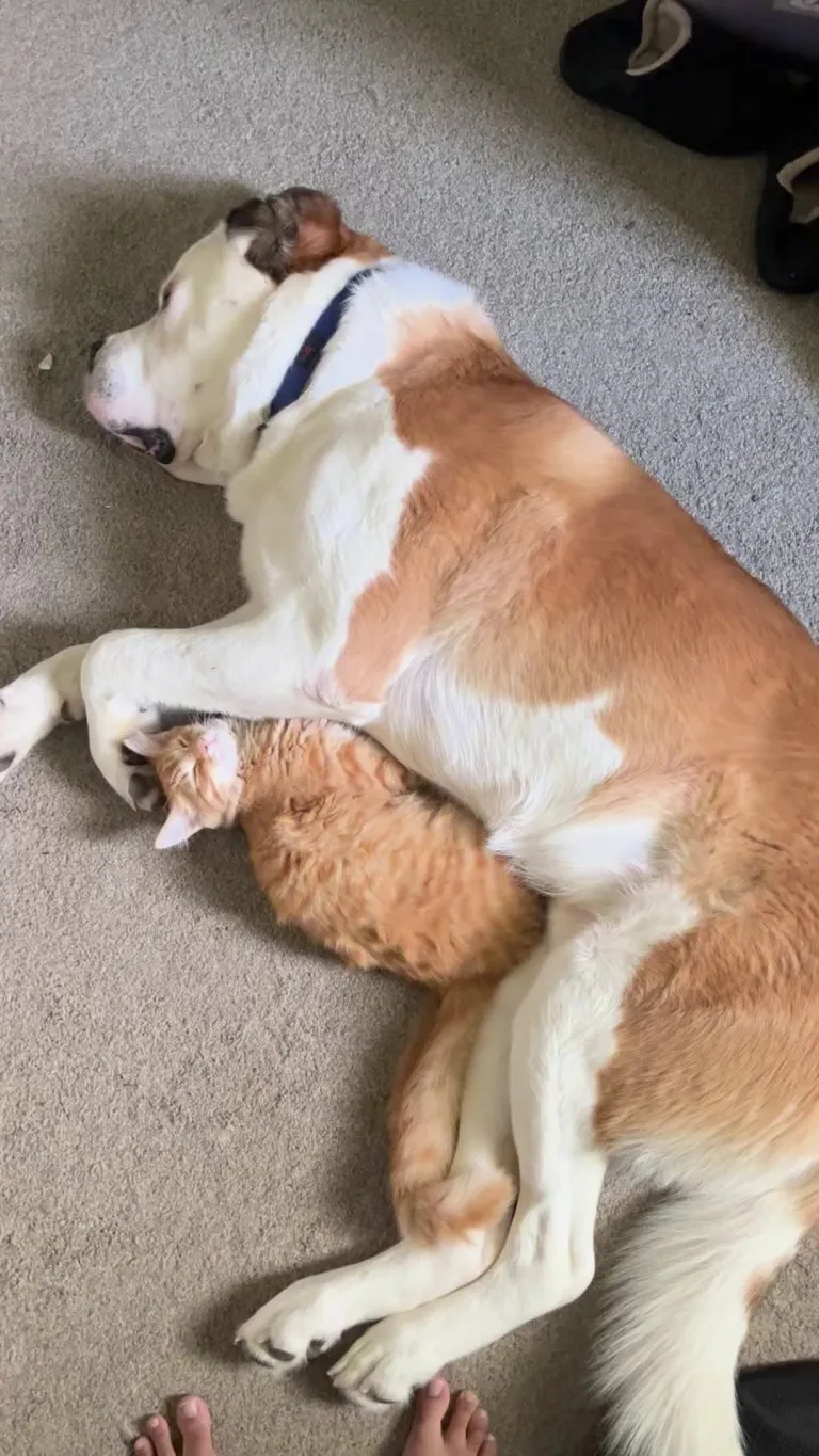 One giant baby + one orange brain cell = whatever this is (true love?!?)