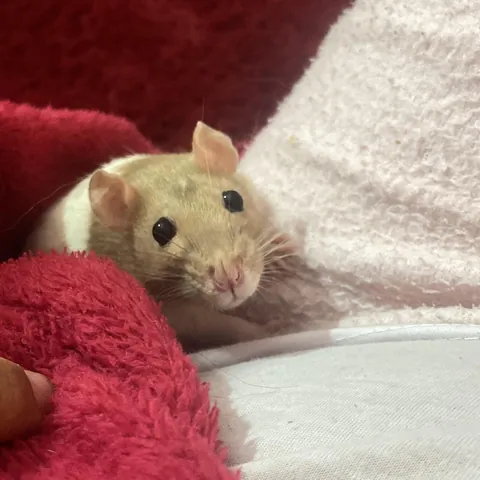 "you're going to share this chocolate bar with me, right?"