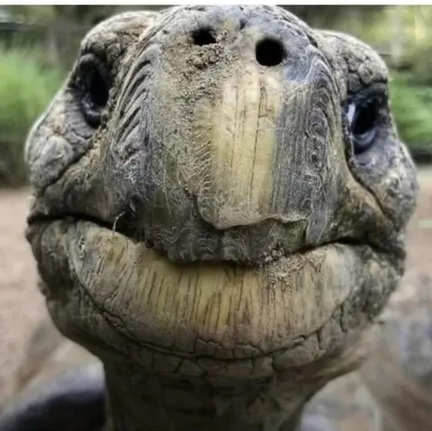 The face of a 191 year old tortoise, the oldest known living land animal.