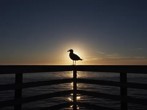 ITAP of a seagull at the end of a pier at sunset. 