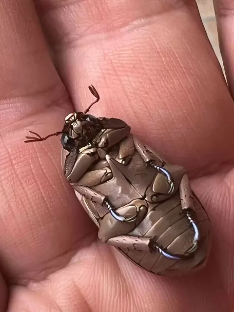 Man Finds An Incredible Beetle Who's Almost Too Stunning To Be Real