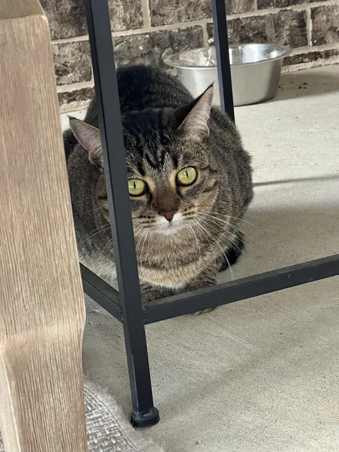 This kitty randomly showed up at my house today. I’ve been adopted.