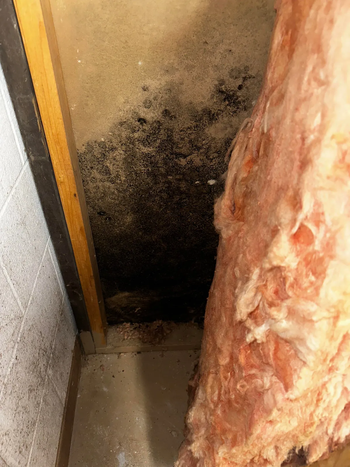 Moved into our “dream home” before closing… to discover it’s a moldy nightmare