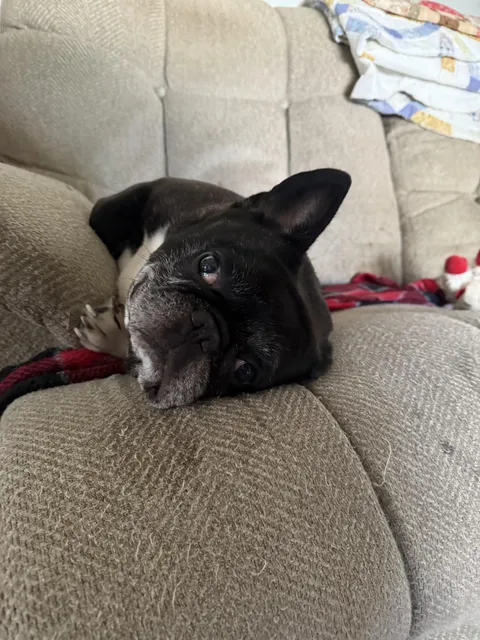 Fergus will not come to bed until my daughter gets home from work.  Waits up every work night. A VERY good boy