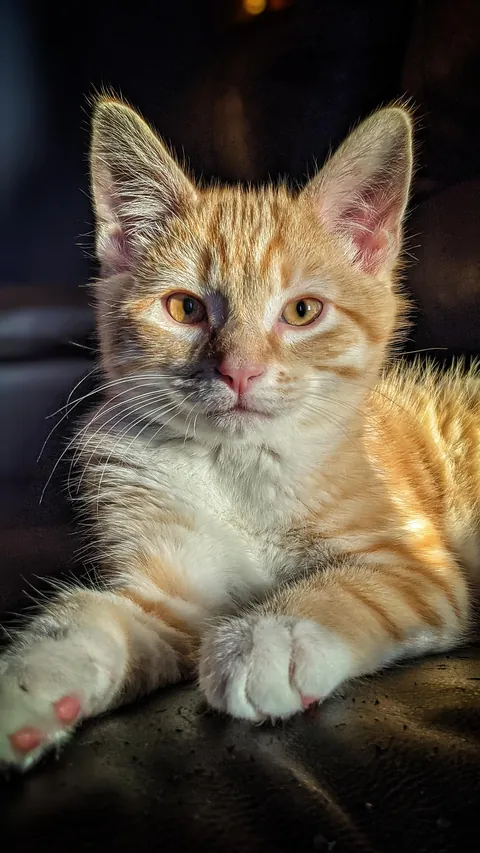 I was told my devilishly handsome boy belonged here