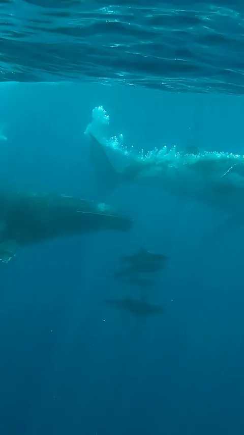 🔥 Whale playing tag with dolphins