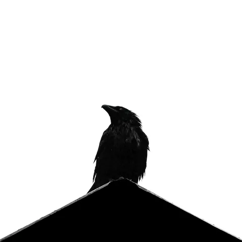 Raven