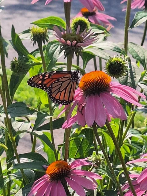 Monarch on the coneflowers