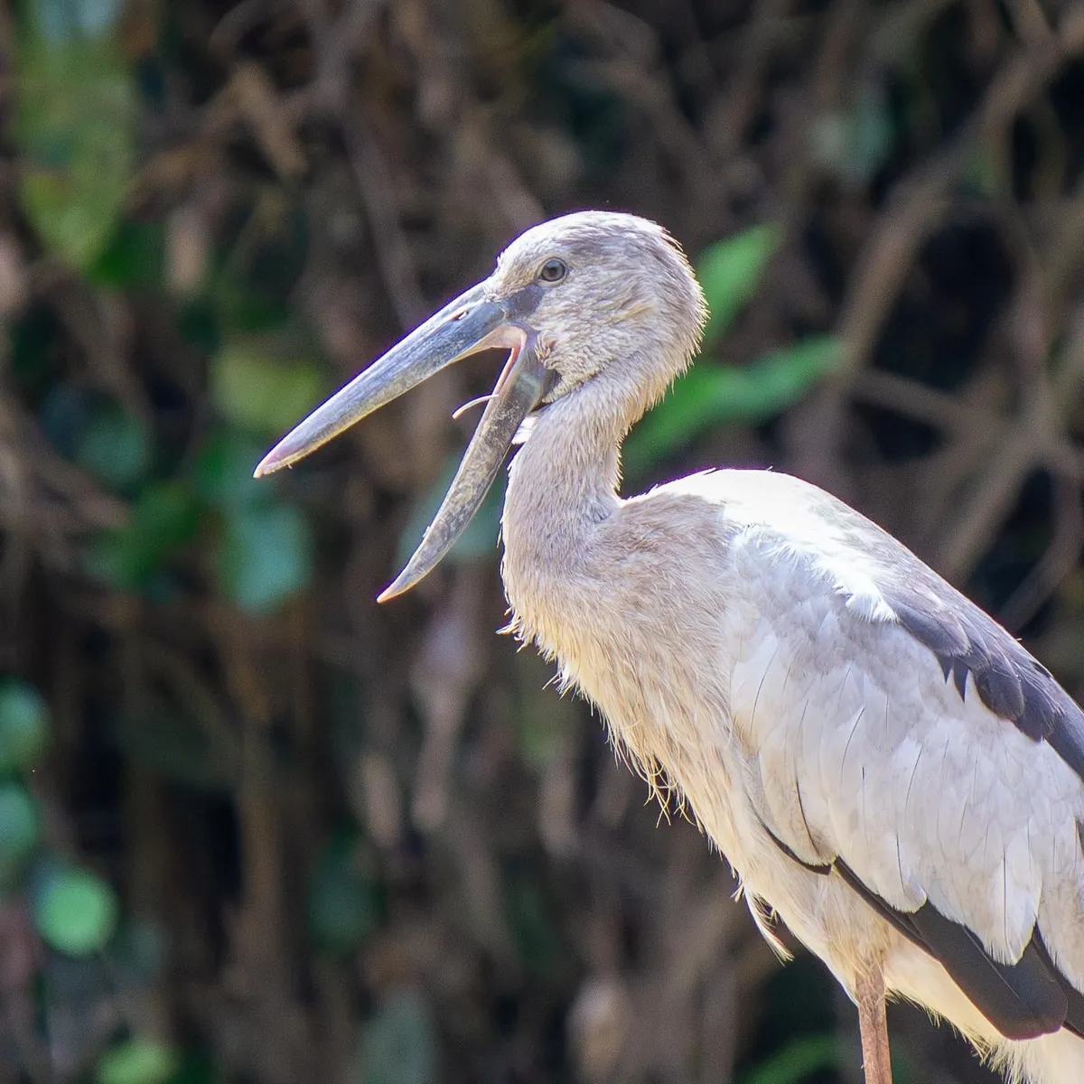 Some Thai wildlife shots from over the last year
