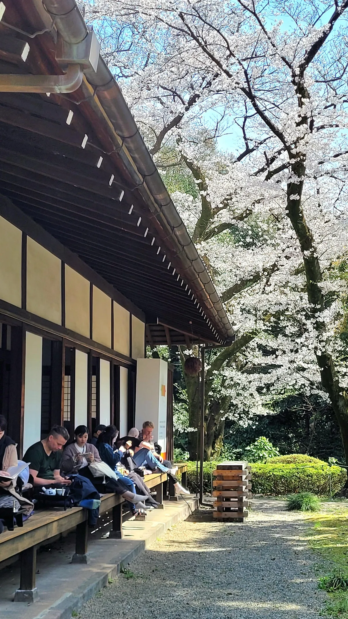 Tokyo under cherry blossoms, Mar/Apr 2025