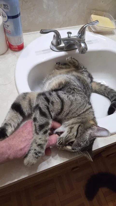 My sink...understand hoomon?
