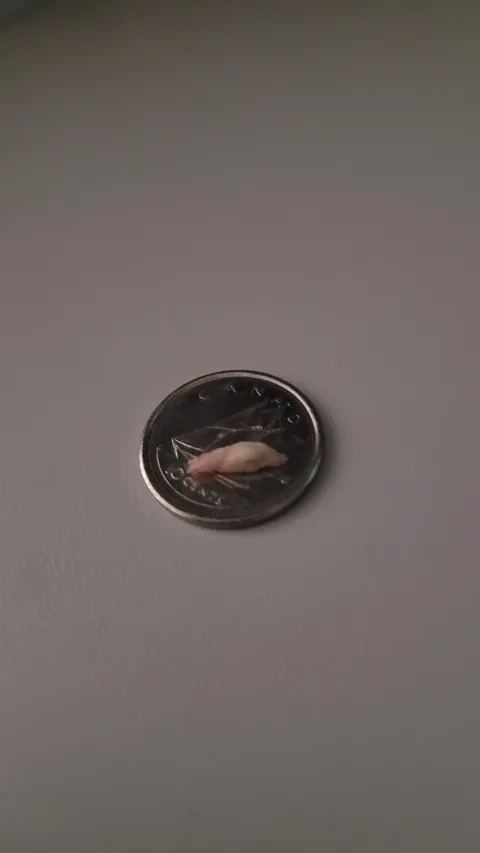 Just pulled a bone spicule out of my gums