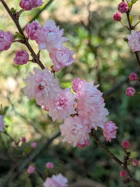 My Pink Flowering Almond is Blooming