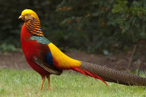 🔥 Saw a post here refer to a chicken as a phoenix. I think we can do better. Here's the golden pheasant.