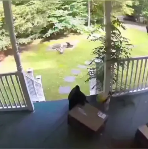 Porch Pirate 🐻