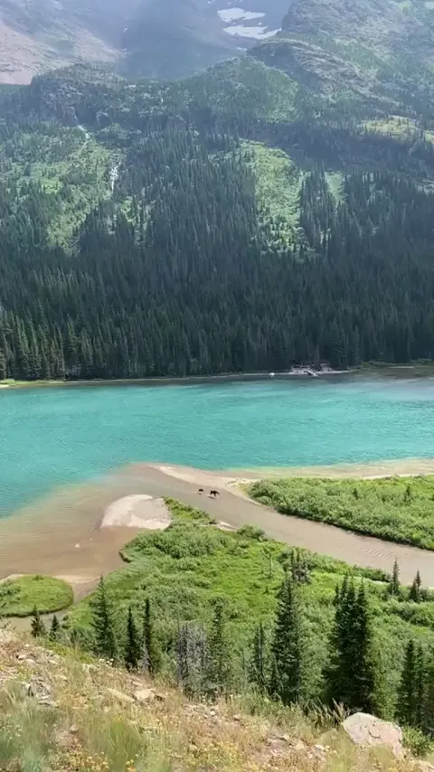 🔥 A mama moose and her calf enjoying a breath taking stroll through Glacier National Park