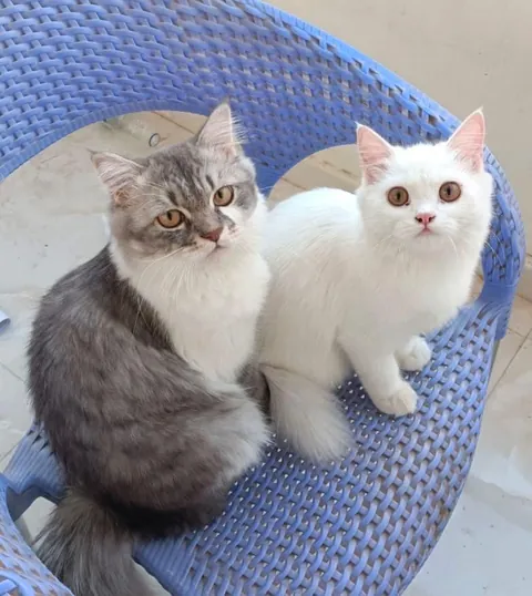 My babies - Leo &amp; Luna 🩶