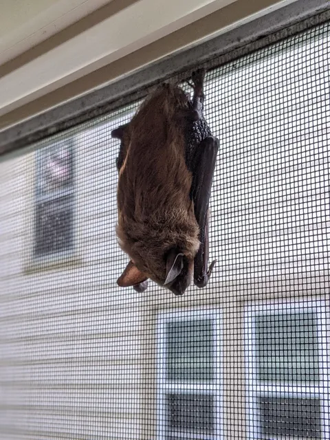 This morning I found a bat sleeping in my window... INSIDE the screen.
