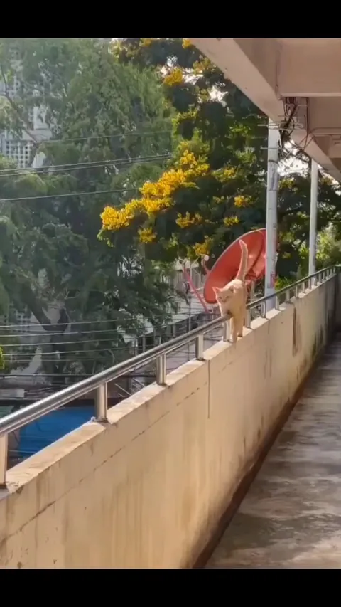 Cat doing a cat's thing