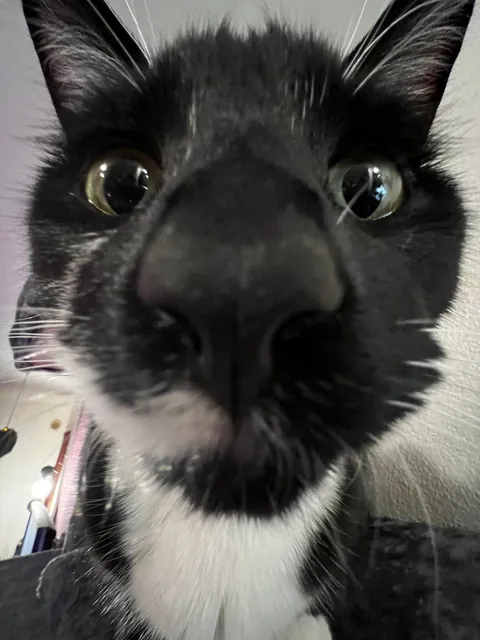 Show me the funniest pictures of your cats