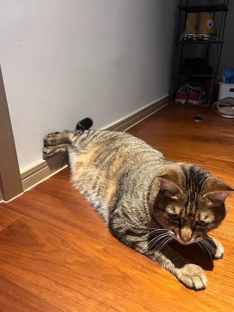 Is this some kind of new cat pose?😂