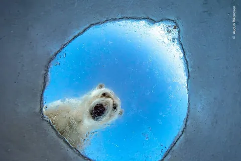 🔥Six Judges' Picks from the Shortlisted Images of Wildlife Photographer of the Year 62