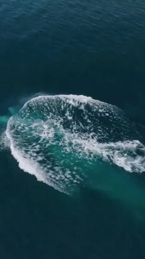 🔥 Orcas harassing a Blue Whale