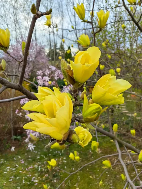 My garden in Serbia 🌿🇷🇸