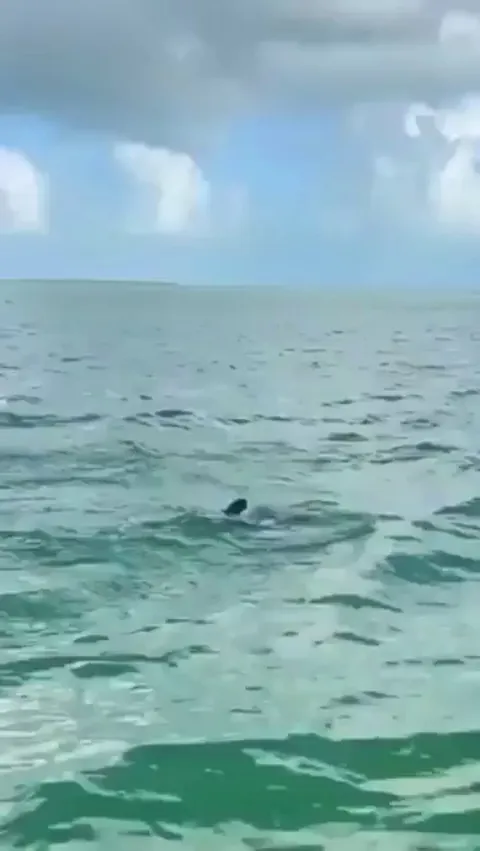 🔥A dolphin launches a fish into the air and a seabird catches it