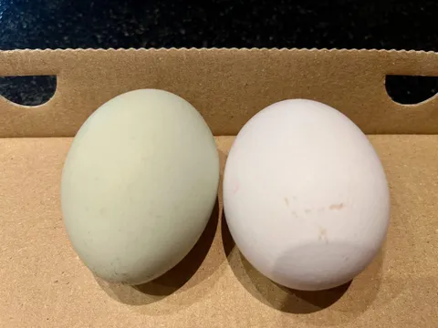 My families naturally green egg vs a normal white one