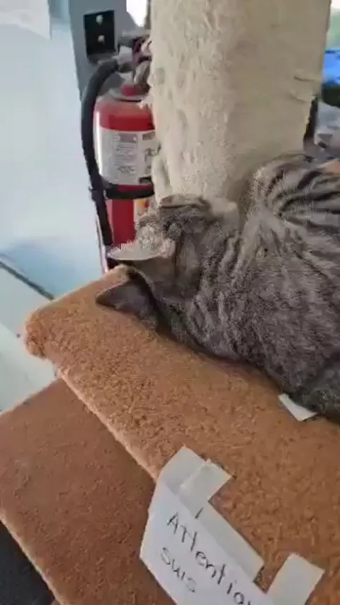 Grumpy Bobby from our shelter likes another person…I’m speechless.