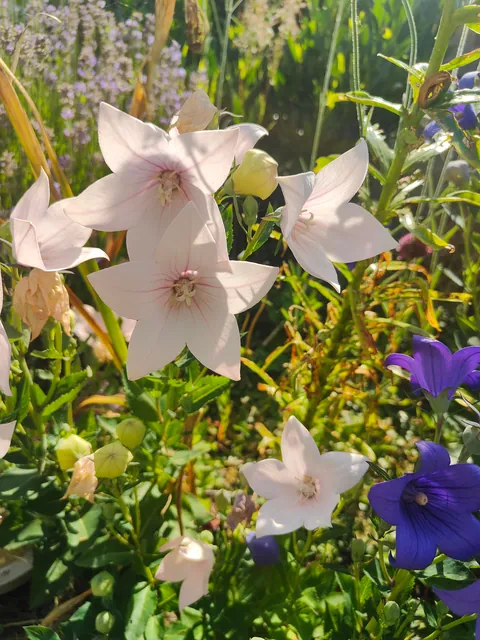 No one cares much about my flowers so I thought to share them here
