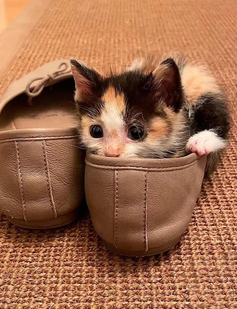 “Foster failing” as we speak