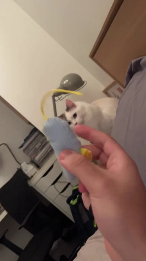 My cat might’ve been a dog in his past life