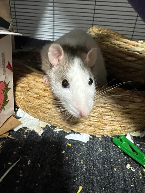 Mama Rat Appreciation Post