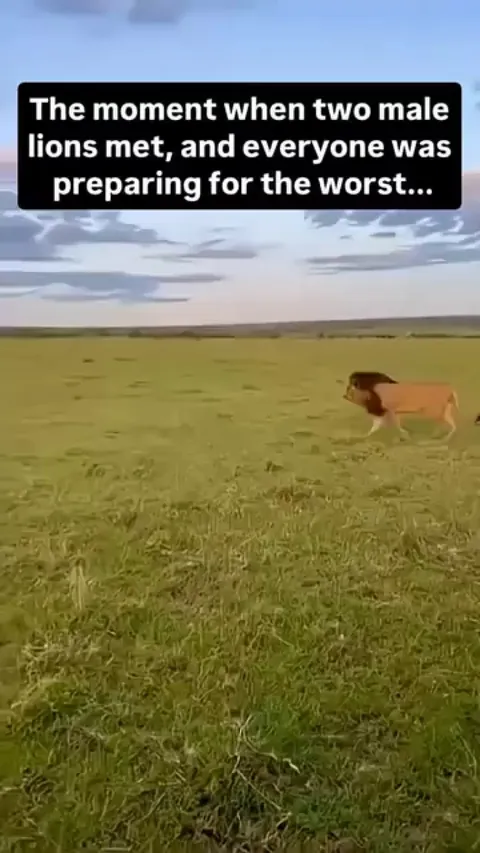 The moment when two male lions met.