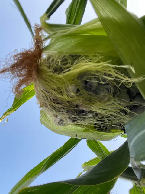 Why does my corn look like rocks??