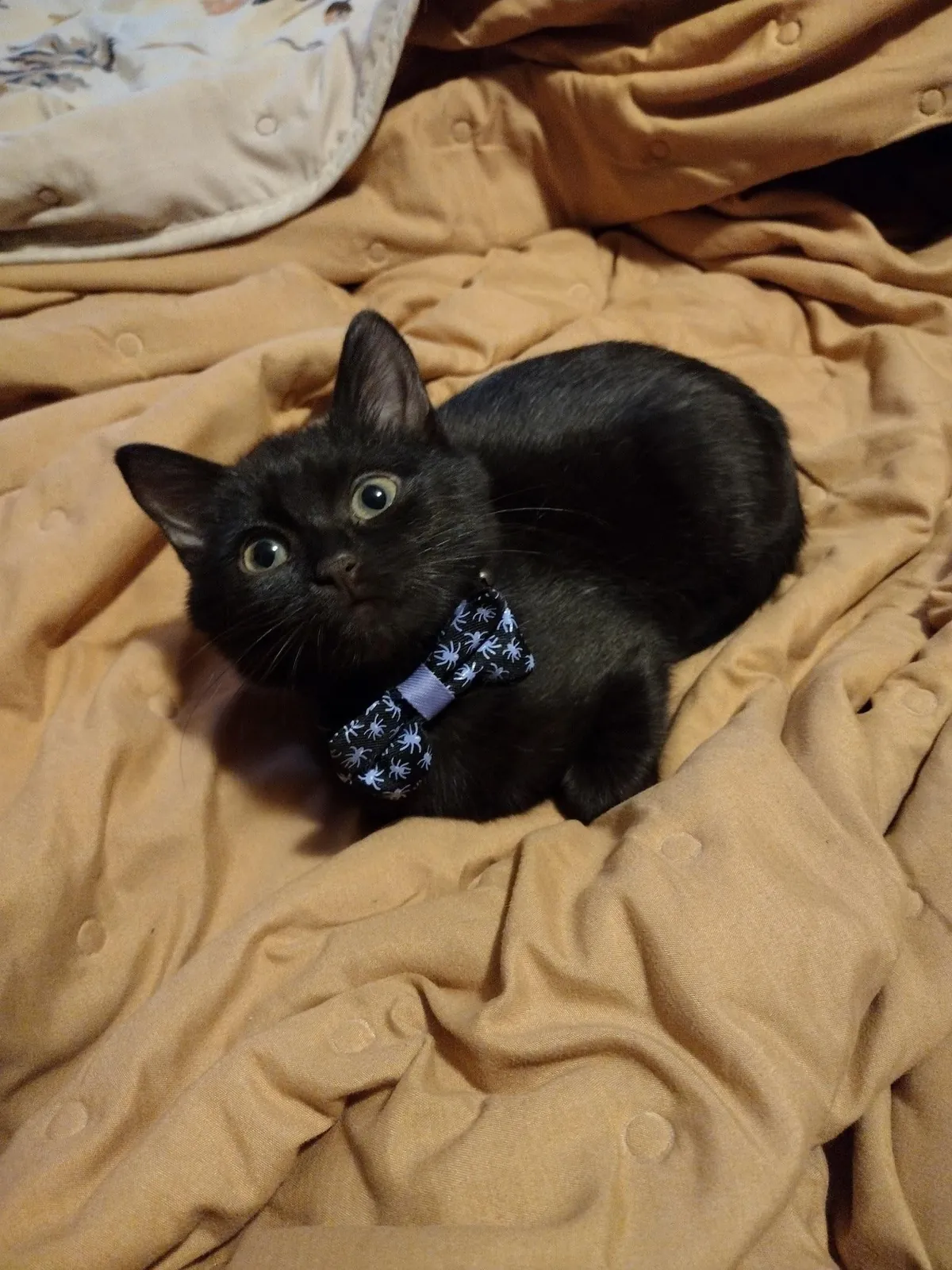 I Rescued a Void and Named Her Baobao