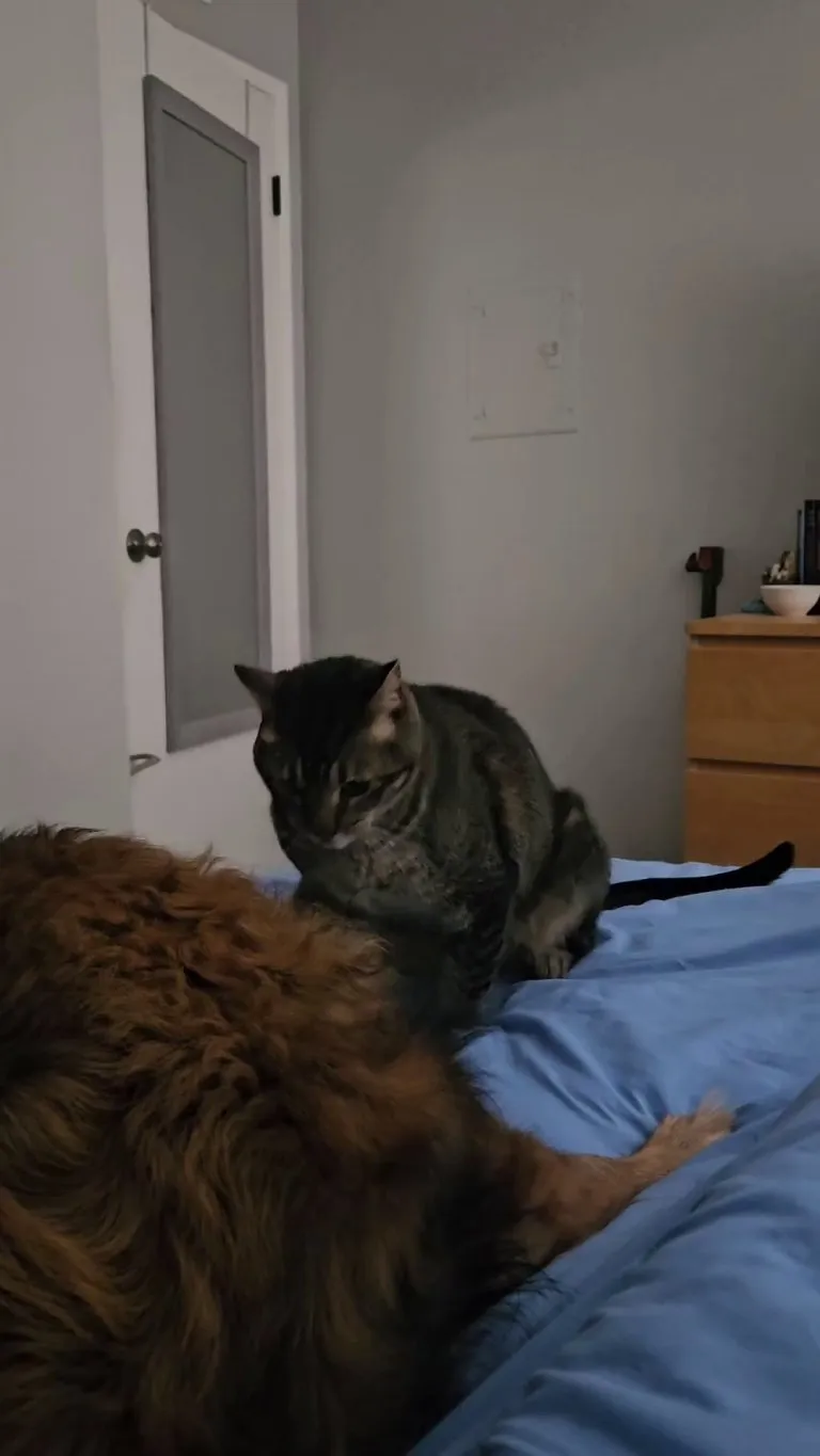 Playing before breakfast