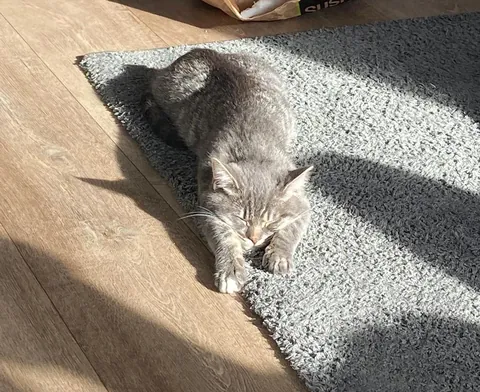 recharging for the next zoomies