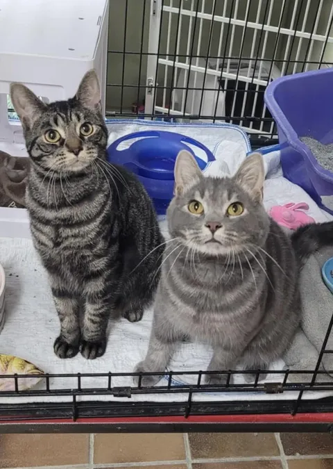 Good news from our shelter, brothers Diamond and Quartz were adopted together ❤️❤️❤️