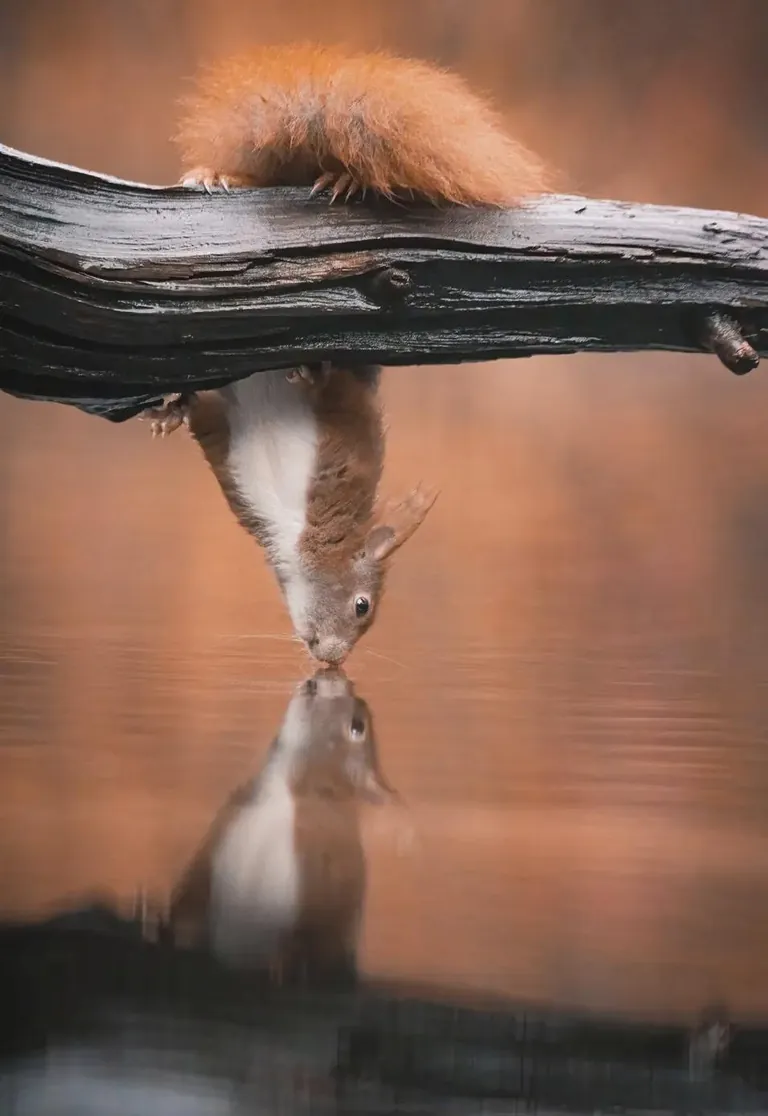 ITAP of a Red squirrel drinking water hanging upside down