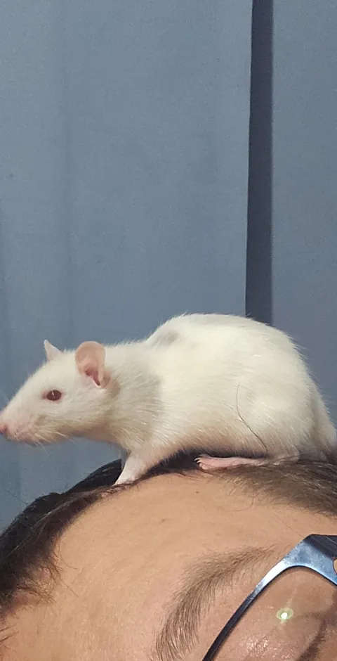 Got this little guy only yesterday and he's doing this..guess he likes me