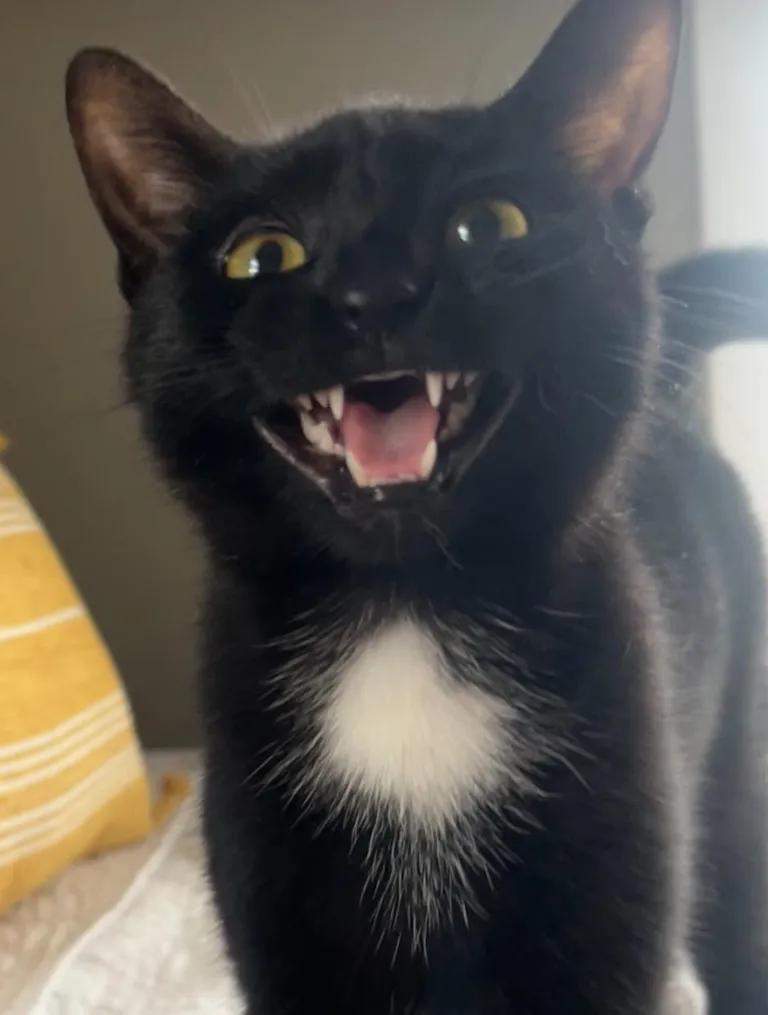 Be honest, do you meow at your cats?