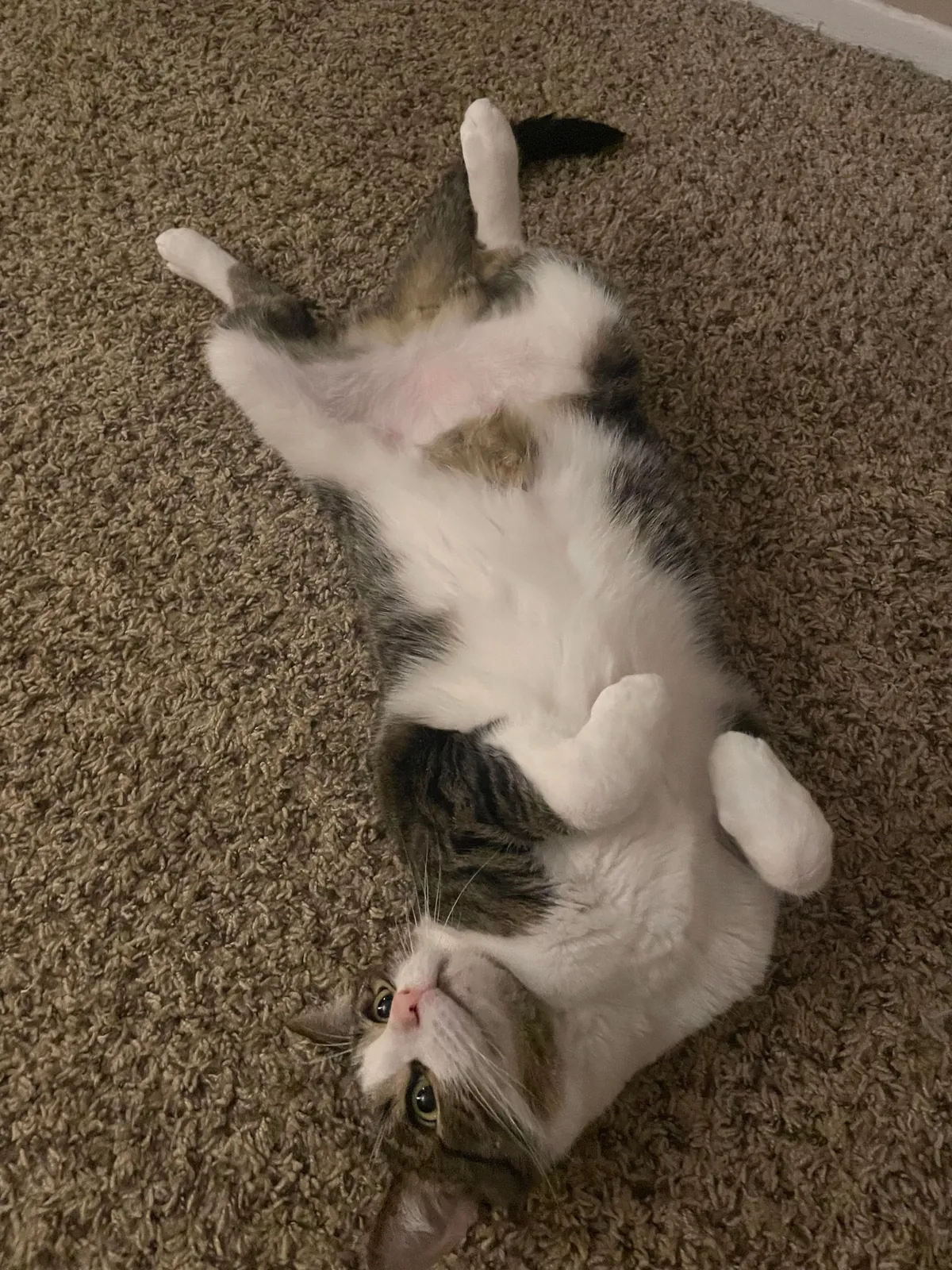 Anyone else’s cats like to lie on their backs?