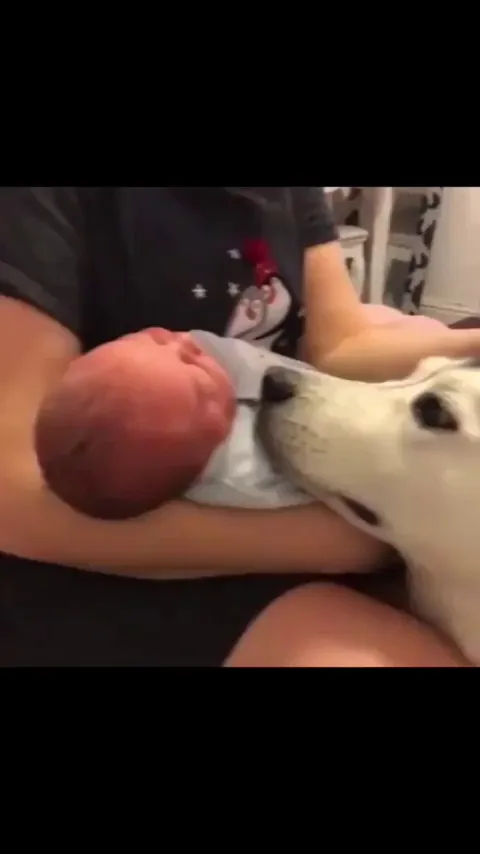 Doggy showing some love for his newborn sister