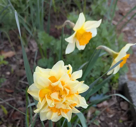 Daffodil with a mutation on my morning walk